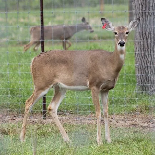 thumbnail for publication: Facts about Wildlife Diseases: SARS-CoV-2 in White-Tailed Deer
